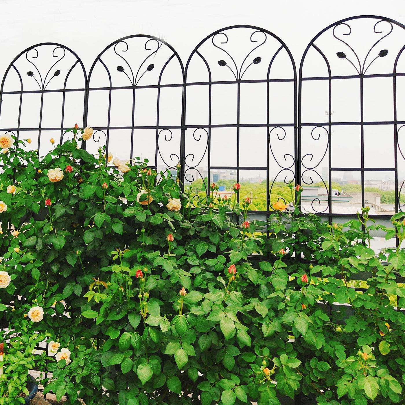 2 Pack Metal Garden Trellis 86.7' x 19.7' Rustproof Trellis for Climbing Plants Outdoor Flower Support Black